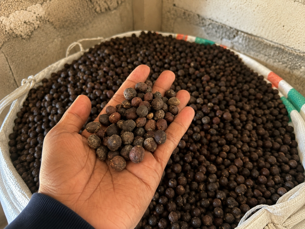 Indonesian Robusta Coffee: Bold and Rich Coffee for Global Markets